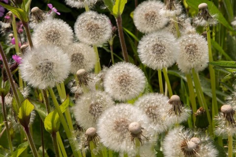 Close up, dandelion seed heads, Taraxacum, chalk upland grassland Salisbury Plain, near Tilshead,