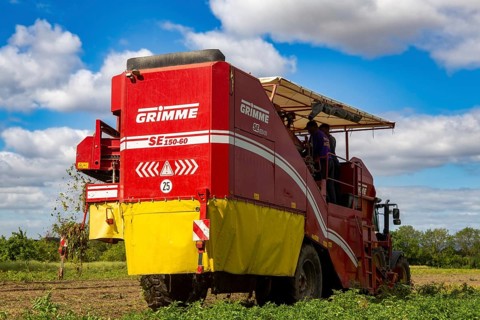 Agriculture harvest of industrial potatoes in the Palatinate. In contrast to table potatoes, these
