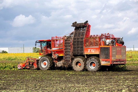 Sugar beet harvest in the Palatinate: The large mountains full of sugar beet at the edge of the