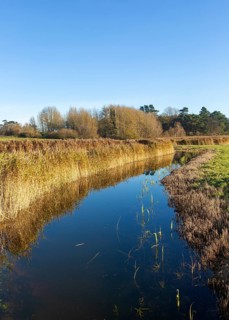 Marshland habitat reeds in drainage ditch, Ramsholt, Suffolk, England, UK