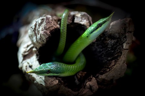 Rhinoceros ratsnakes (Gonyosoma boulengeri), captive, occurring in North Vietnam, South China,