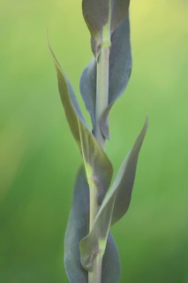Stalks with leaves of the tower cress (Arabis hirsuta), detail, nature photography, tower cress,