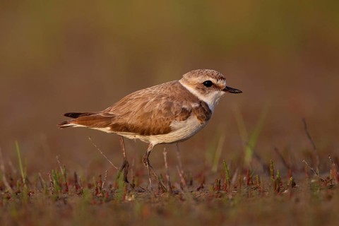 Kentish plover (Charadrius alexandrinus) female, Danube Delta Biosphere Reserve, Romania, Europe