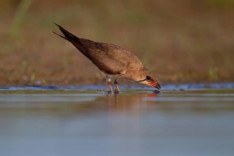 Collared pratincole (Glareola pratincola) drinking water, Danube Delta Biosphere Reserve, Romania,