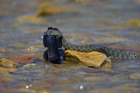 Dice snake (Natrix tessellata) on its way to the shore with preyed round goby (Neogobius