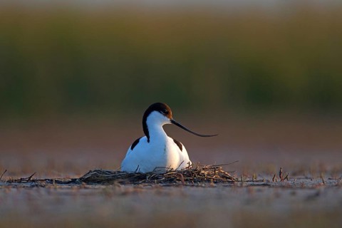Black-capped avocet (Recurvirostra avosetta) adult bird on nest, Danube Delta Biosphere Reserve,