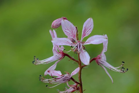 Diptam flowers (Dictamnus albus), detail, stamp, nature photography, Buechsenberg, Kaiserstuhl,