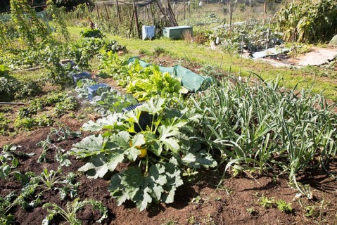 Vegetables growing in allotment garden, Shottisham, Suffolk, England, UK