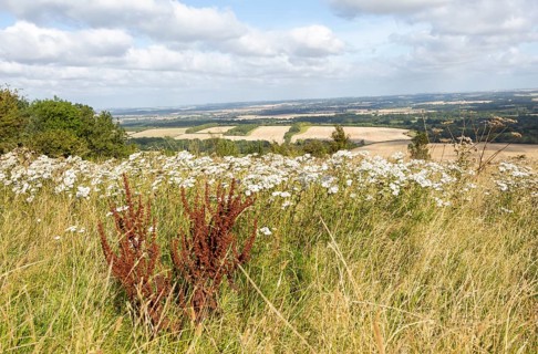 Wildflowers chalk grassland vegetation Inkpen Hill looking north over countryside, Berkshire,