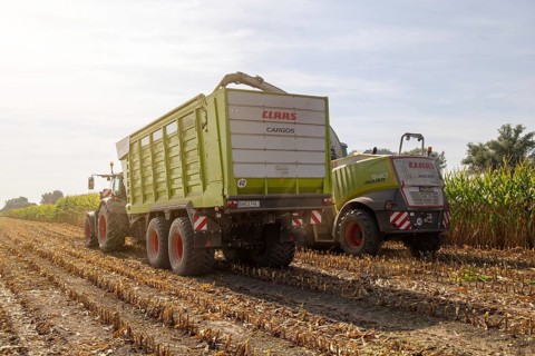 Rhineland-Palatinate, Germany: Maize harvesting (maize chopping) for the Alexanderhof biogas plant
