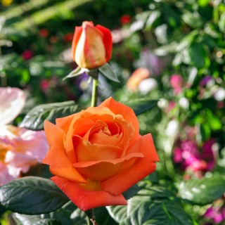 Orange blossom of a rose (Rosa) in spring, gardens, Generalife Gardens, Alhambra, Granada, Spain,