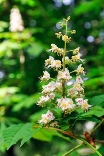 Single flower, horse chestnut (Aesculus hippocastanum), close-up, Generalife Gardens, Alhambra,