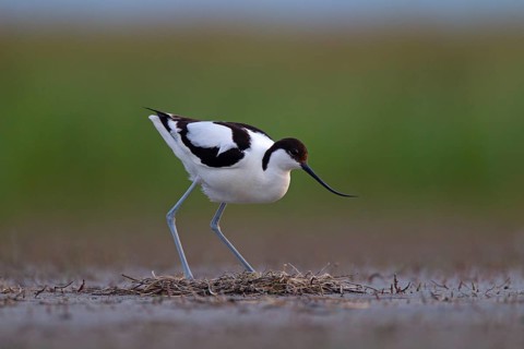 Black-capped avocet (Recurvirostra avosetta) Old bird over clutch, Danube Delta Biosphere Reserve,