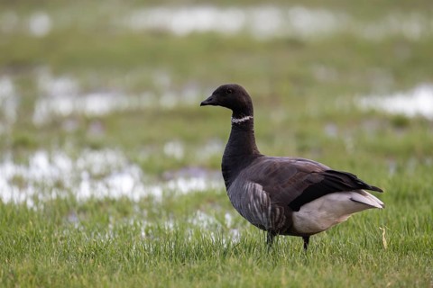 Brent goose, Texel, Netherlands