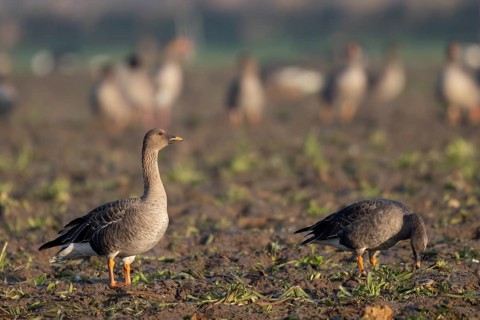 Bean goose (Anser fabalis), Texel, Netherlands