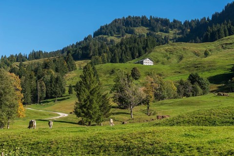 Alpine farm at Lecknersee, humpback meadow, cows, municipality of Dornbirn, Bregenzerwald,