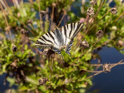 Southern Scarce Swallowtail butterfly Iphiclides podalirius feisthamelii, Castro Verde, Baixo
