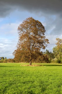 Tall sycamore tree, Acer pseudoplatanus, standing in field dramatic sky, Methersgate, Suffolk,