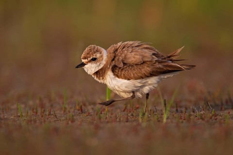 Kentish plover (Charadrius alexandrinus) female, Danube Delta Biosphere Reserve, Romania, Europe