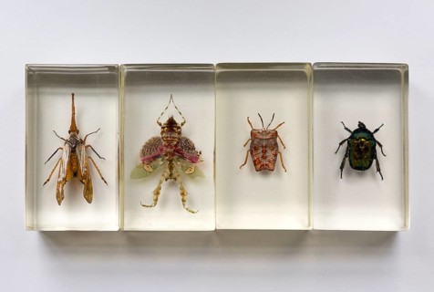 Close up of exotic insects in clear resin blocks