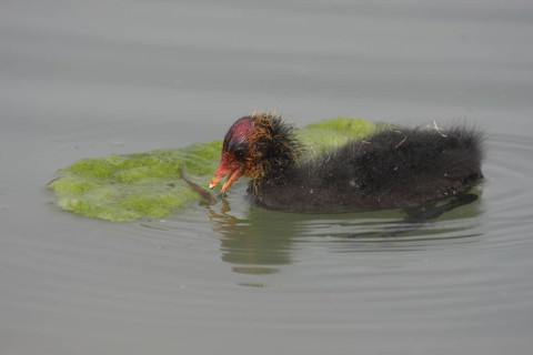 Common coot (Fulica atra), juvenile, algae, eating, swimming, Zoom Erlebniswelt, Gelsenkirchen,