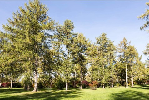 Japanese larch trees, Larix kaempferi, National arboretum, Westonbirt arboretum, Gloucestershire,