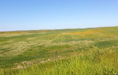 Undulating rolling grassland rural countryside area with wildflowers blue sky copy space, near