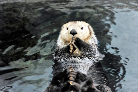 Sea otter, Kalan or sea otter (Enhydra lutris), in the Oceanario, Parque das Nacoes, Nacoes, Park