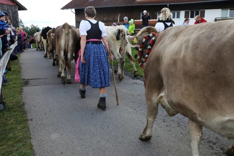 Traditional cattle drive or cattle seperation . As here in the Allgaeu, the cattle are driven down