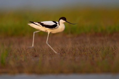 Black-capped avocet (Recurvirostra avosetta), Danube Delta Biosphere Reserve, Romania, Europe