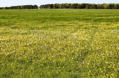 Spring wildflowers in blossom on chalk grassland on Salisbury Plain, near Larkhill, Wiltshire,