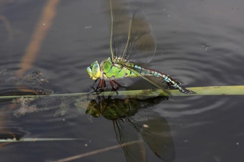 Female damselfly (Anax imperator) laying eggs, spawning, spawning, water, blade of grass, Weilbach