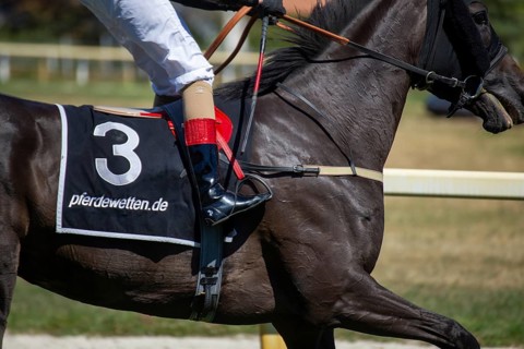 Race day at the racecourse in Hassloch, Palatinate. Galloping out after the Mueller Bau GmbH Prize
