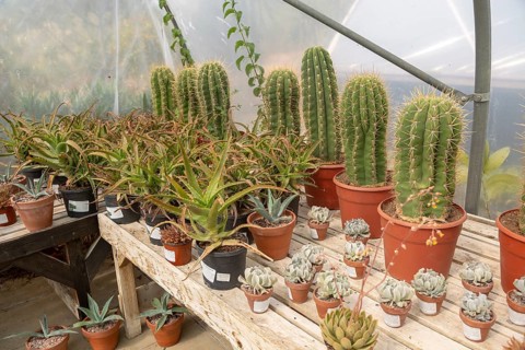 Urban Jungle Plant Nursery and Cafe, Beccles, Suffolk, England, UK, cacti in arid zone polytunnel