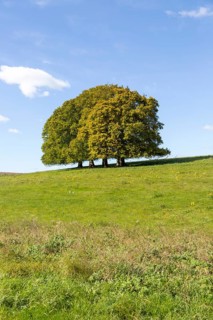 Landscape with copse of common beech trees blue sky on grassy green slope, Salisbury Plain,