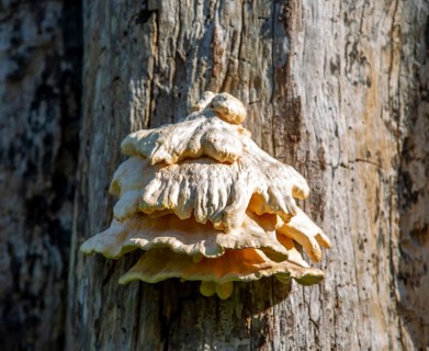 Chicken in the Woods fungus, Laetiporus sulphureus, growing on dead tree Suffolk, England, UK