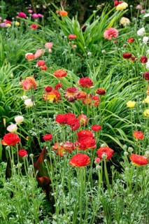Splendour of flowers in spring, gardens, Generalife Gardens, Alhambra, Granada, Spain, Europe