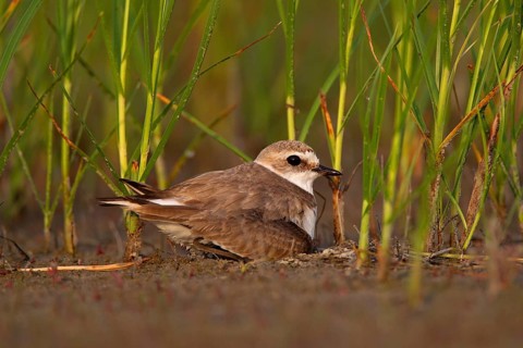 Kentish plover (Charadrius alexandrinus) Female breeding on the ground at the water's edge, Danube