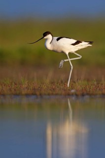 Black-capped avocet (Recurvirostra avosetta), Danube Delta Biosphere Reserve, Romania, Europe