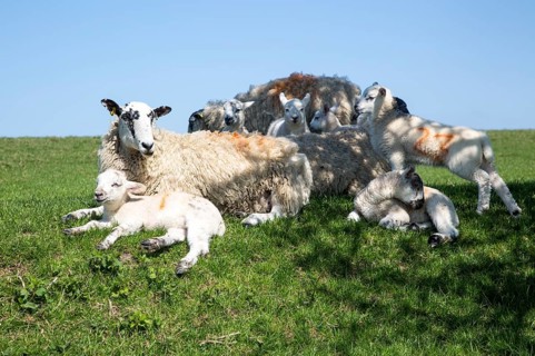 Sheep and lambs on chalk downland near Pewsey, Wiltshire, England, Uk