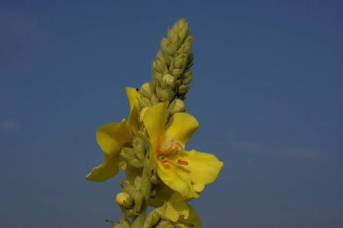 Dense-flowered mullein (Verbascum densiflorum), detail, flower, Illmitz, Seewinkel, Lake Neusiedl,