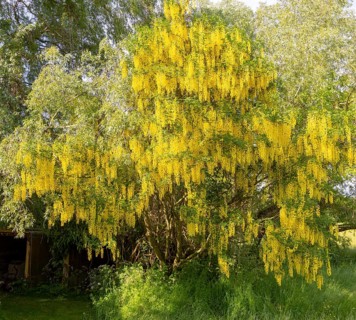 Laburnum tree, Golden Chain, Laburnum anagyroides, in flower with yellow blossom, Wiltshire,