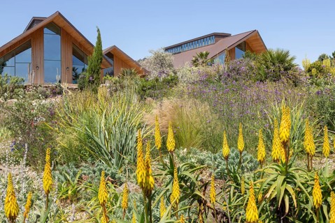 Royal Horticultural Society gardens at Hyde Hall, Essex, England, UK, the Dry garden Aloiampelos