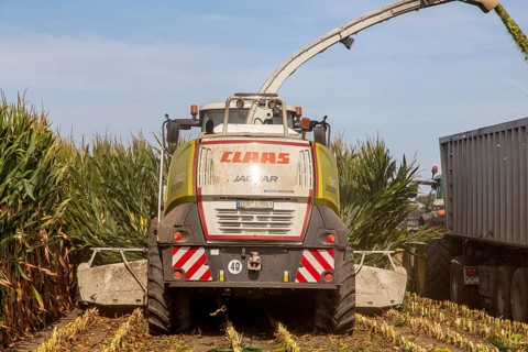 Rhineland-Palatinate, Germany: Maize harvesting (maize chopping) for the Alexanderhof biogas plant