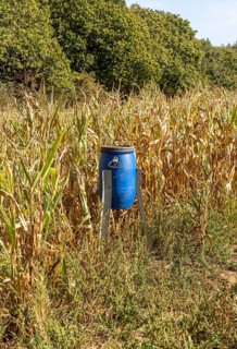 Blue bird feeder bin in sweet corn patch of field for feeding game birds such as pheasants,
