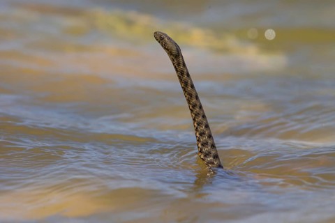 Dice snake (Natrix tessellata), Danube Delta Biosphere Reserve, Romania, Europe
