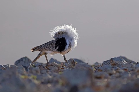 Saharan Houbara Bustard (Chlamydotis undulata fuertaventurae), mating male, Fuerteventura, Spain,