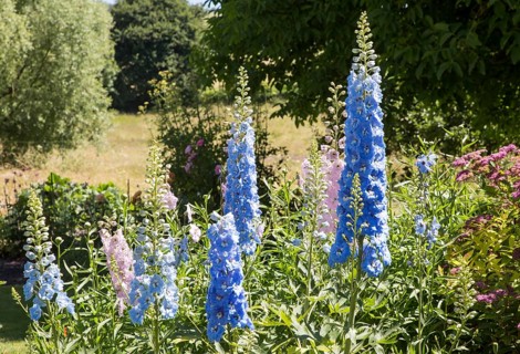 Blue and pink delphiniums flowers in country garden, Cherhill, Wiltshire, England, UK