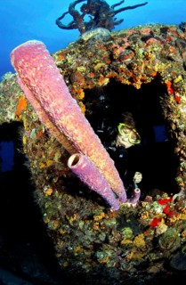 Diving in the Caribbean - tube sponge, Caribbean, Central America