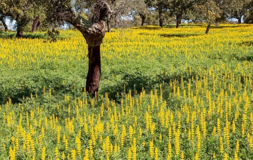 Yellow flowers of lupin plants, Lupine Albus in a field with cork oak trees, Quercus suber, near